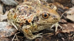 Jak jsou připraveny oči česneku?