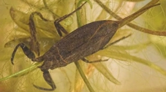 Jak vodní scorpion dýchá pod vodou?