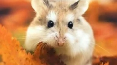 Jak přivést blecha k křečka