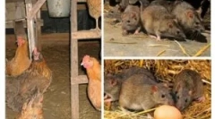 Jak přivést krysy v kůlně?