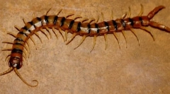 Jak bránit kentuccianovy multicacie?