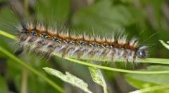 Jak žijí caterpillar caterpants?