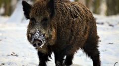Jak boars live?