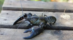 Jak žít raky a kraby