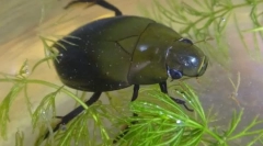 Jako brouk boty dýchá pod vodou?