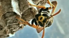 Jak zima a co vosy jedí?