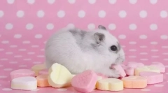 Jaké jídlo je zakázáno křeččí?