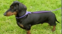 Jaký druh plemene psů je nejvíce zlo?