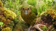 Kakapo: dobrý papoušek, podobný ole (9 fotografií)
