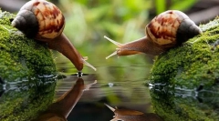 Co jsou mollusks?
