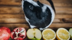 Jaké ovoce a bobule jdou morče