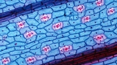 Jaké výhody dává buněčnou strukturu živým organismům?