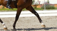 Jaké jsou sazby koně