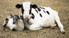 Co se zvířata objevila před soudem?