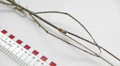 Jaký hmyz je nejdelší?