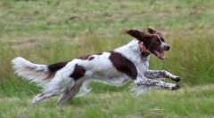 Co slovo může vyslovit psa?