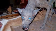 Jaké podivné zvíře se bojí obyvatel jižní ameriky?