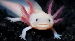 Jaký úsměv se usmívá?