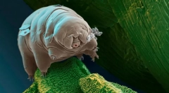 Jaká je živá věc nejmenší?