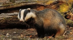 Jaký druh zvířete je nejvíce domu?