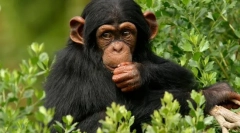 Co je nejbližší příbuzný osoby ve světě zvířat?