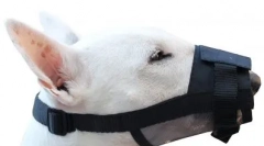 Co je to čenich lepší pro psa a jak si ho vybrat