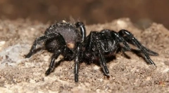 Co je to pavouk nejistý?