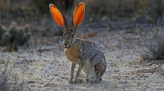 Kalifornie hare