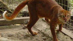 Kalimantanská kočka: vzácné zvíře z ostrova borneo