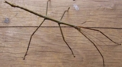 Kalimantanské bledé chany
