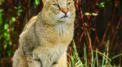 Reed cat