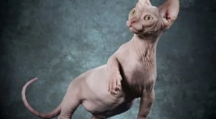 Kanadský a don sphynxes: podobnosti a rozdíly