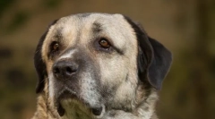 Kangal (foto): výkonný a půvabný přítel člověka