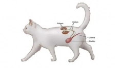 Cantares pro kočky: návod k použití