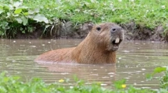 Capybara: hlodavec, jehož pojmenované ryby