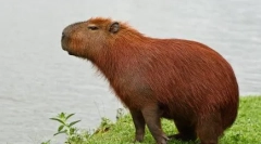 Capibara: údržba údržby doma