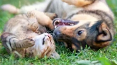 Pokles inspektor: složení a návod k použití