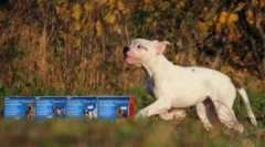 Kapky praxe: pokyny pro použití