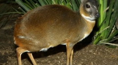 Dwarf antilop