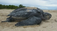 Carolinskaya kožená želva