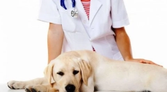 Kastrace a sterilizace