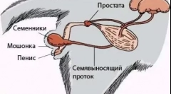 Castion cat: jak se provádí operace