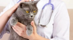 Casta cat