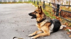 Castion psi: plusy a nevýhody, jaké veterináře říkají