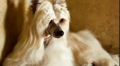 Čínský chocholatý pooh (foto): mysl a krása v jedné láhvi