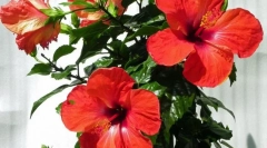 Čínská růže (hibiscus)