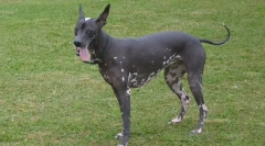 Klasifikace psích plemen podle typu vlny