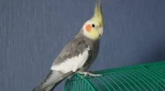 Klasický žánr: papoušek zpívá pod klavírem