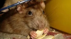 Lepidlo pasti pro chytání myší