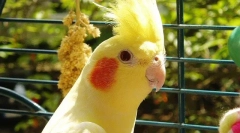 Korell parrot klec, volba buňky